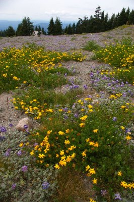 Alpine Flowers carpet.