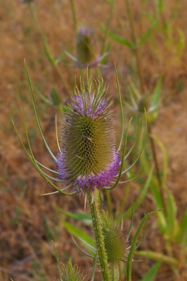 eastern Oregon 064r.jpg
