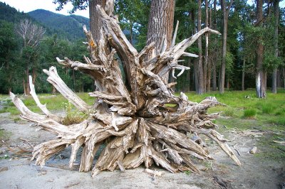 Drift wood on the shores of Wallowa lake
