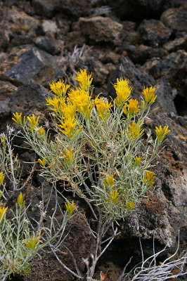 Flowers in the lava