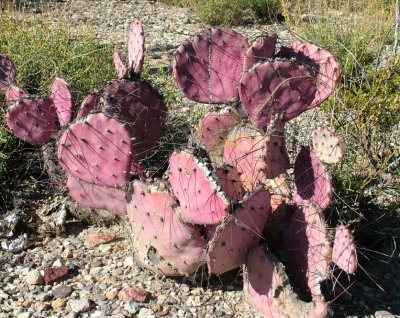 pink cactus?