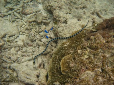 sea snake!