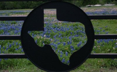 Texas Wildflowers