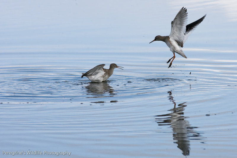 Common Redshank