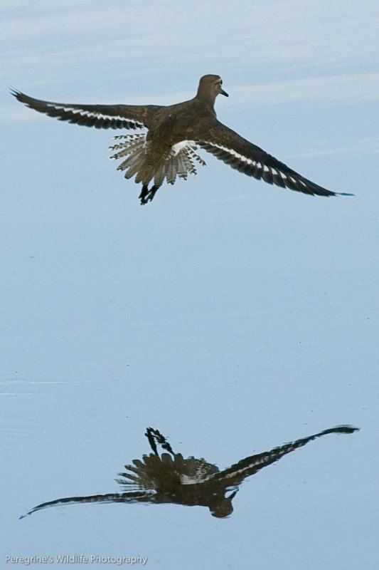 Common Sandpiper