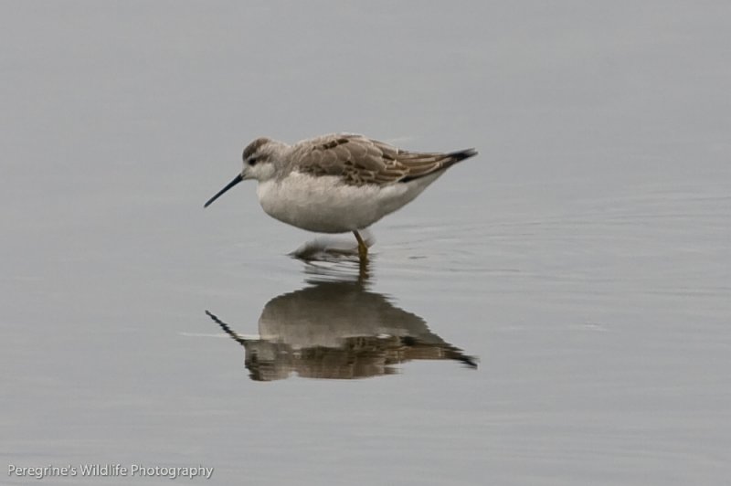 Wilsons Phalarope