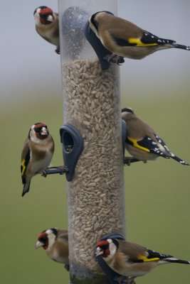 Goldfinches