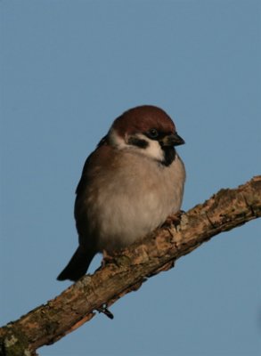 Tree Sparrow