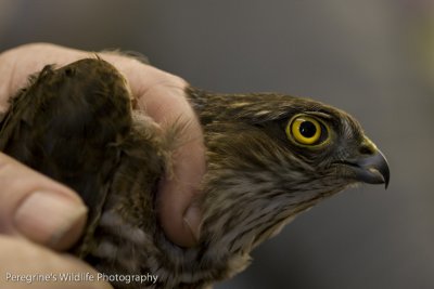 Sparrowhawk about to be Ringed