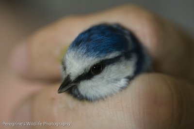 Bluetit about to be Ringed