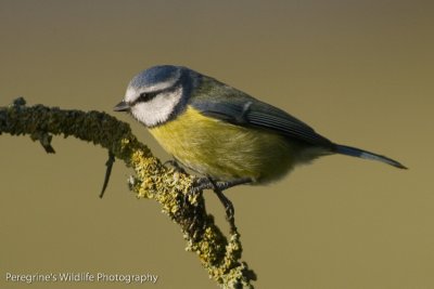 Bluetit