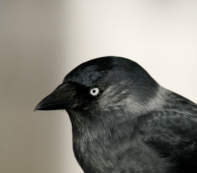 Jackdaw