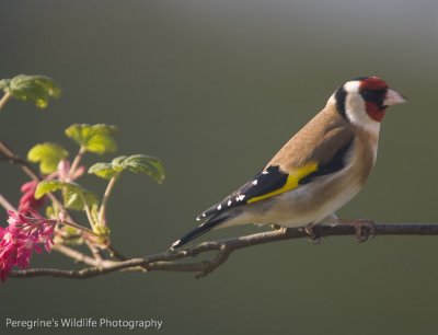 Goldfinch