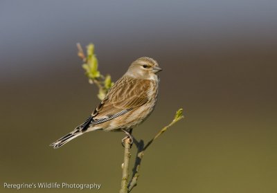 Linnet