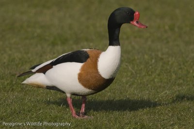  Shelduck (Male)