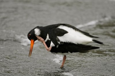 Oystercatcher having a Scratch