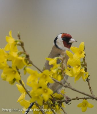 Goldfinch on Forsythia