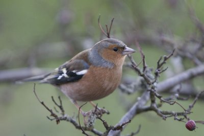 Male Chaffinch