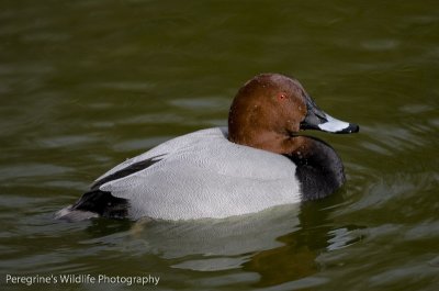 Pochard