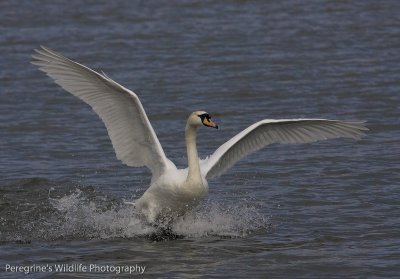 Swan Landing