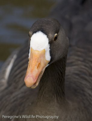White Fronted Goose