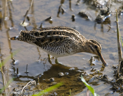 Snipe