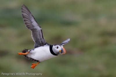 Puffin in Flight