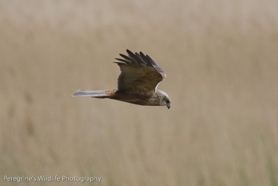 Marsh Harrier