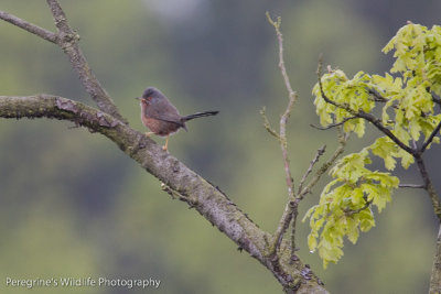 Dartford Warbler