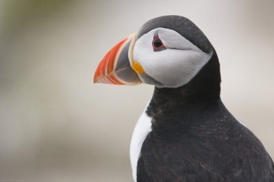 Puffin