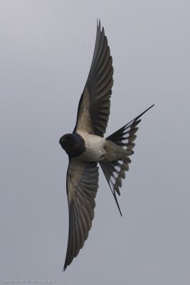 Swallow