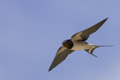 Swallow