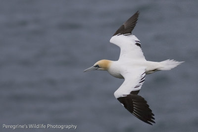 Gannet