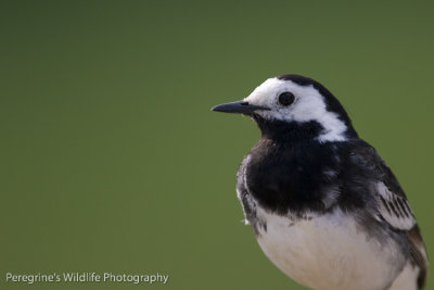 Pied wagtail portrait