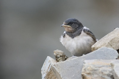 Juvenile Swallow