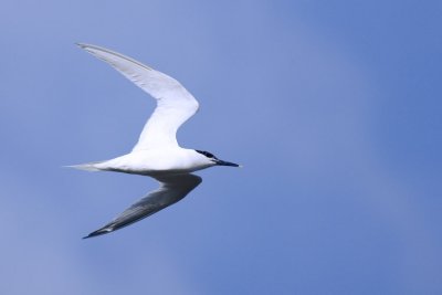 Sandwich Tern