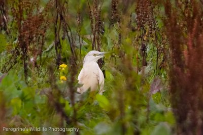 This is a record shot of a Squacco Heron. The first to be ever seen in Northern Ireland
