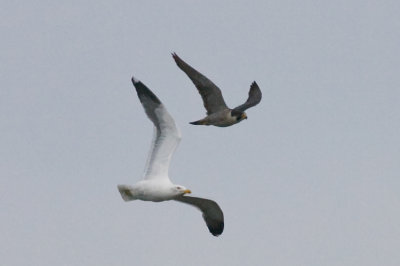 Herring Gull and Peregrine