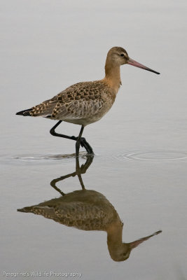 Black Tailed Godwit