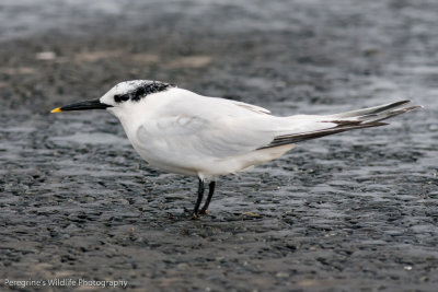 Sandwich Tern