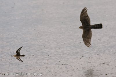 Sparrowhawk chasing Dunlin