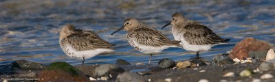 Dunlin