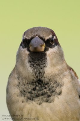 House Sparrow Portrait