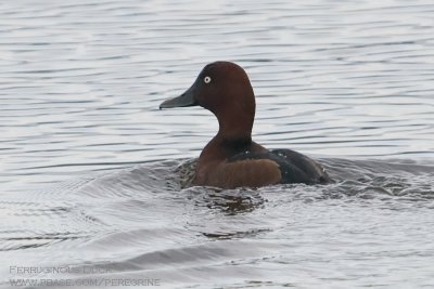 A record shot of a rarity for Northern Ireland. Photographed at Corbet Lough Co. Down