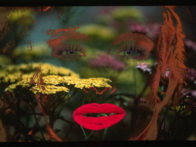Lips-Yarrow.jpg