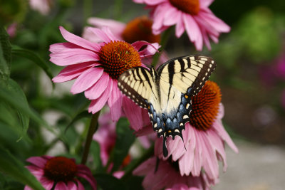 A Yellow Swallowtail Butterfly Showing off on Coneflower and Liatris