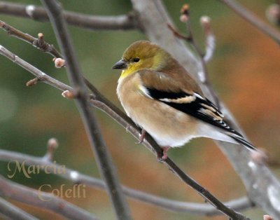 FINCH_1260a.jpg