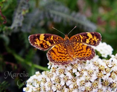 PEARL CRESCENT BUTTERFLY 9524-.jpg