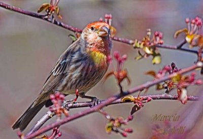 RED FINCH-4208.jpg