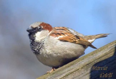 SPARROW-4284.jpg